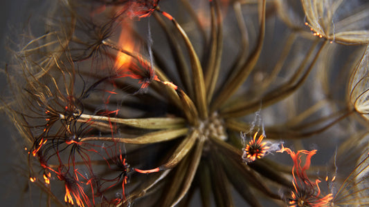 Burning Heart